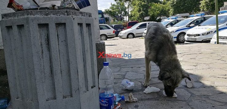 Кукерите на Лъджа с нови отличия