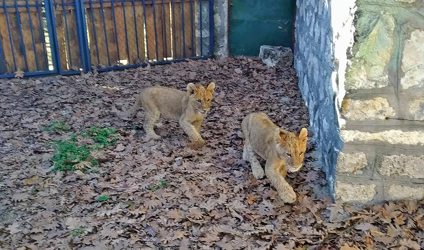 Две нови лъвчета радват посетителите на Зоопарка
