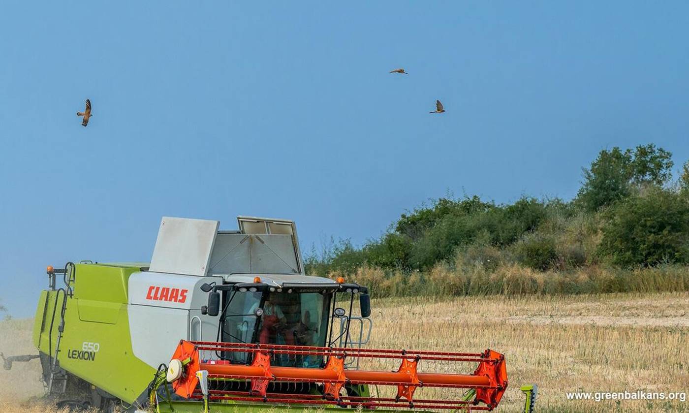 Белошипите ветрушки помагат в опазване на реколтата
