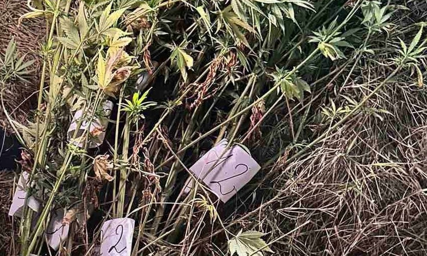 Хванаха младежи да отглеждат коноп в Свиленград