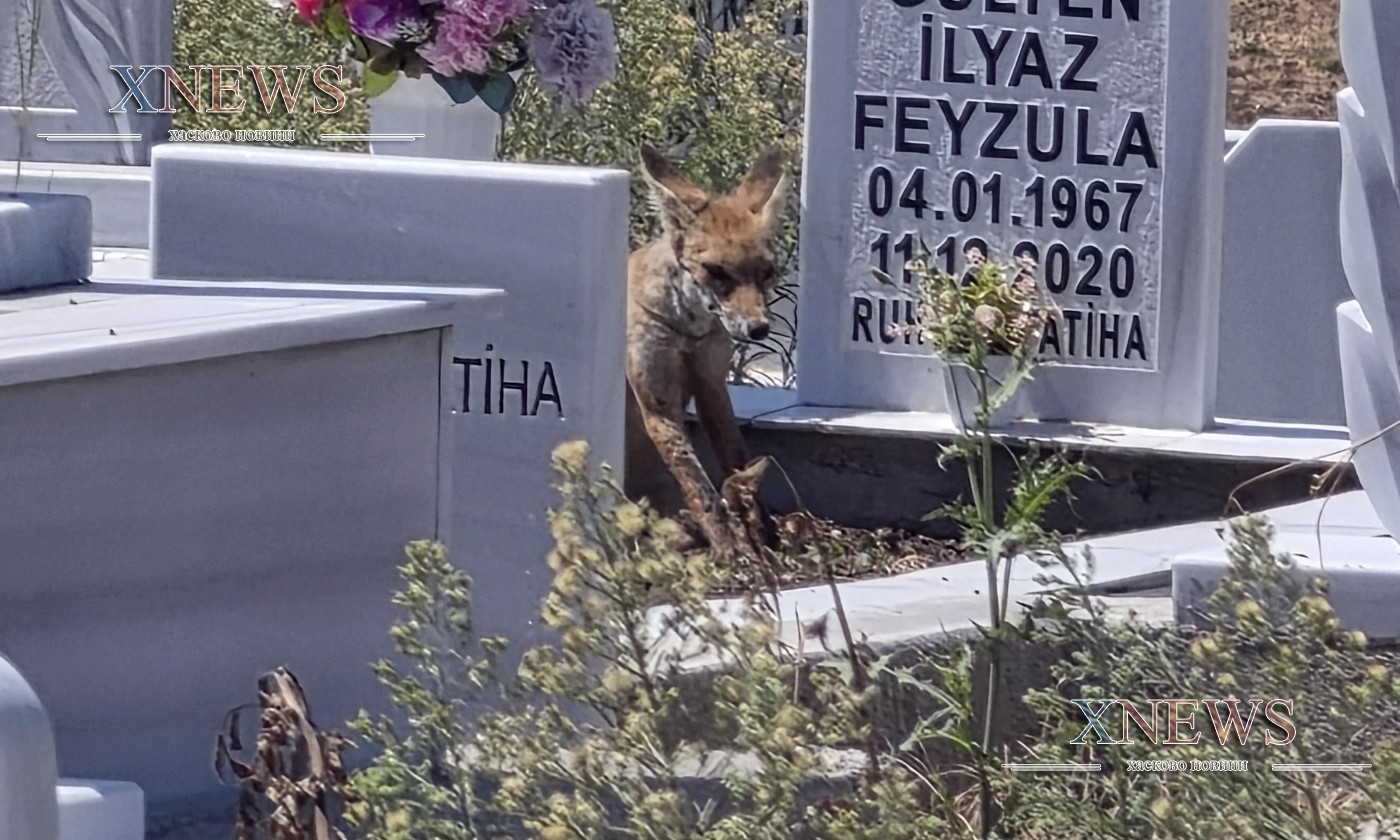 На гробищата в Хасково: Избуяли треви и лисици На гробищата в Хасково: Избуяли треви и лисици
