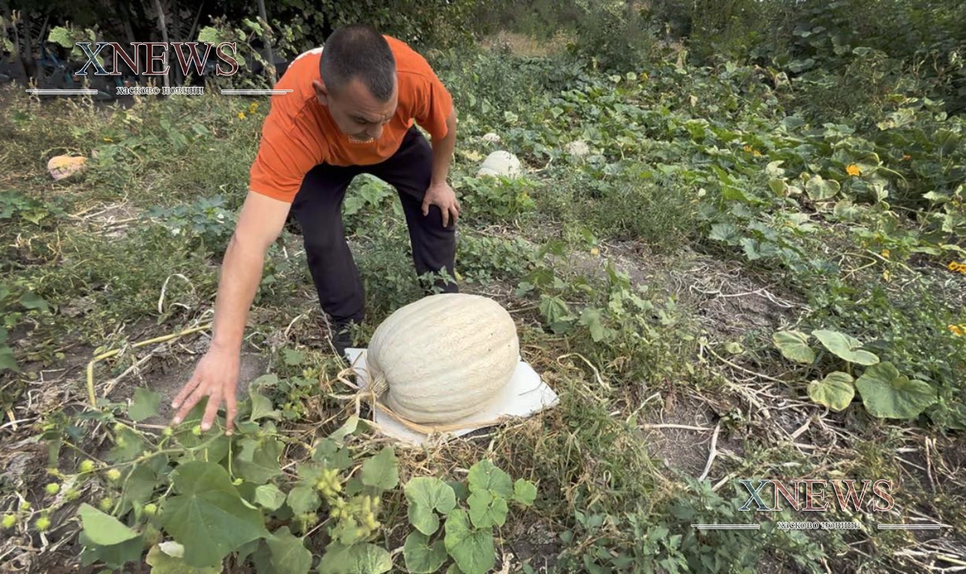 Горски извор е осеян с тикви за 1 евро на килограм(ВИДЕО)